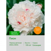 Пион Festiva Maxima