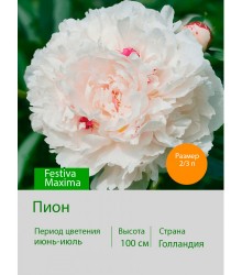 Пион Festiva Maxima Пион Festiva Maxima