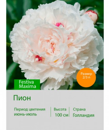 Пион Festiva Maxima