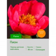 Пион Flame Пион Flame