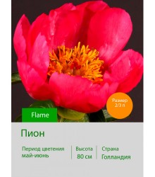Пион Flame Пион Flame