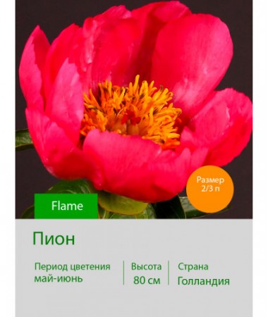 Пион Flame