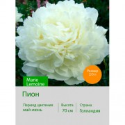 Пион Marie Lemoine