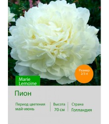 Пион Marie Lemoine Пион Marie Lemoine