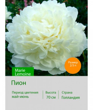 Пион Marie Lemoine