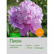 Пион Mons. Jules Elie