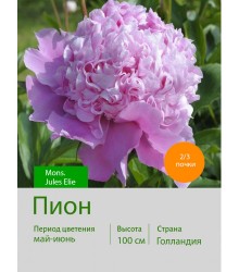 Пион Mons. Jules Elie Пион Mons. Jules Elie