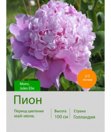 Пион Mons. Jules Elie