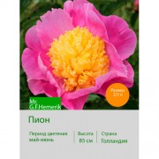 Пион Mr.G.F.Hemerik