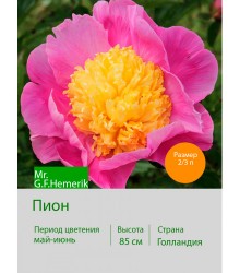 Пион Mr.G.F.Hemerik Пион Mr.G.F.Hemerik