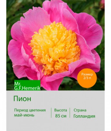 Пион Mr.G.F.Hemerik