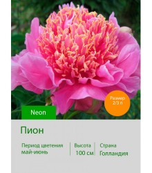 Пион Neon Пион Neon