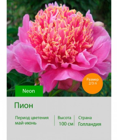 Пион Neon