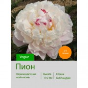 Пион Vogue