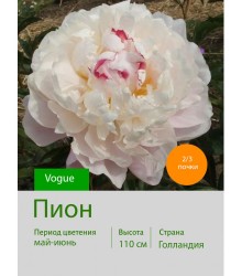 Пион Vogue Пион Vogue