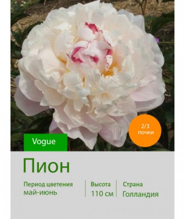 Пион Vogue