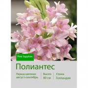 Полиантес Pink Sapphire