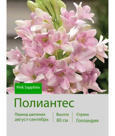 Полиантес Pink Sapphire