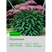 Посконник (Eupatorium) Atropurpureum I