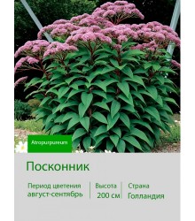 Посконник (Eupatorium) Atropurpureum I