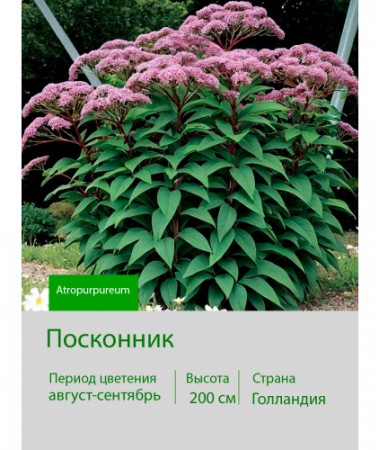 Посконник (Eupatorium) Atropurpureum I