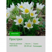 Прострел White Bells Прострел White Bells