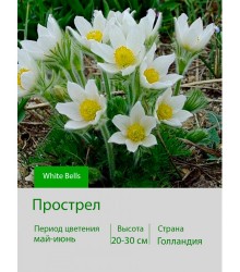 Прострел White Bells