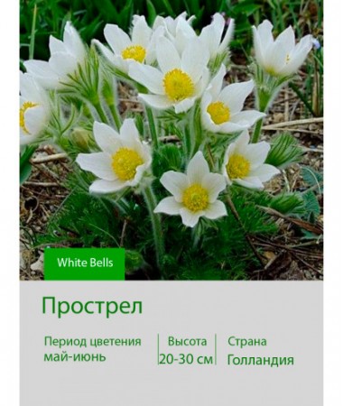 Прострел White Bells