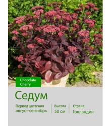 Седум Chocolate Cherry