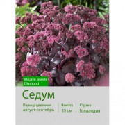 Седум Mojave Jewels Diamond