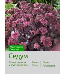 Седум Mojave Jewels Diamond