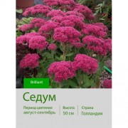 Седум Brilliant