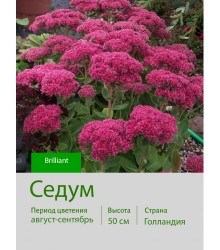 Седум Brilliant