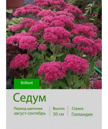 Седум Brilliant