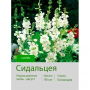 Сидальцея candida