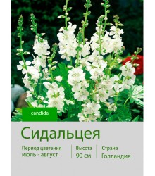 Сидальцея candida