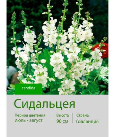 Сидальцея candida