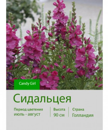 Сидальцея Candy Girl
