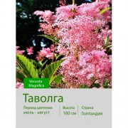 Таволга Venusta Magnifica