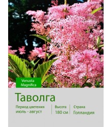 Таволга Venusta Magnifica