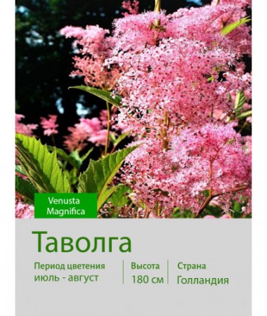 Таволга Venusta Magnifica