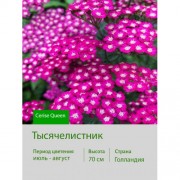 Тысячелистник Cerise Queen