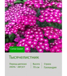Тысячелистник Cerise Queen