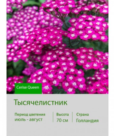 Тысячелистник Cerise Queen