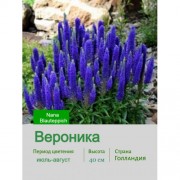 Вероника Nana Blauteppich