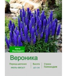 Вероника Nana Blauteppich