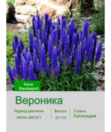 Вероника Nana Blauteppich