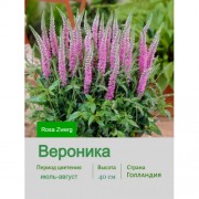 Вероника Rosa Zwerg