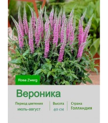 Вероника Rosa Zwerg