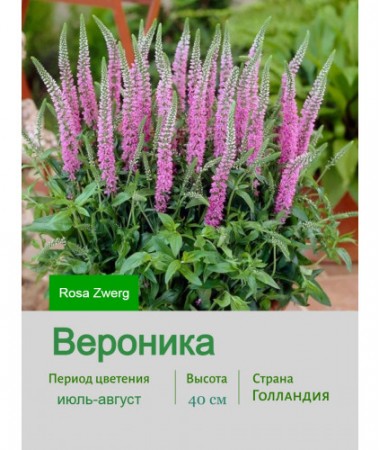 Вероника Rosa Zwerg
